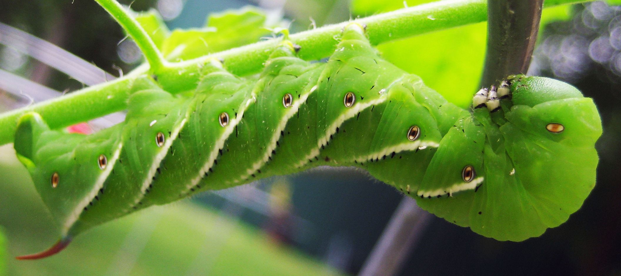 WANTED the Dreaded Tomato Hornworm
