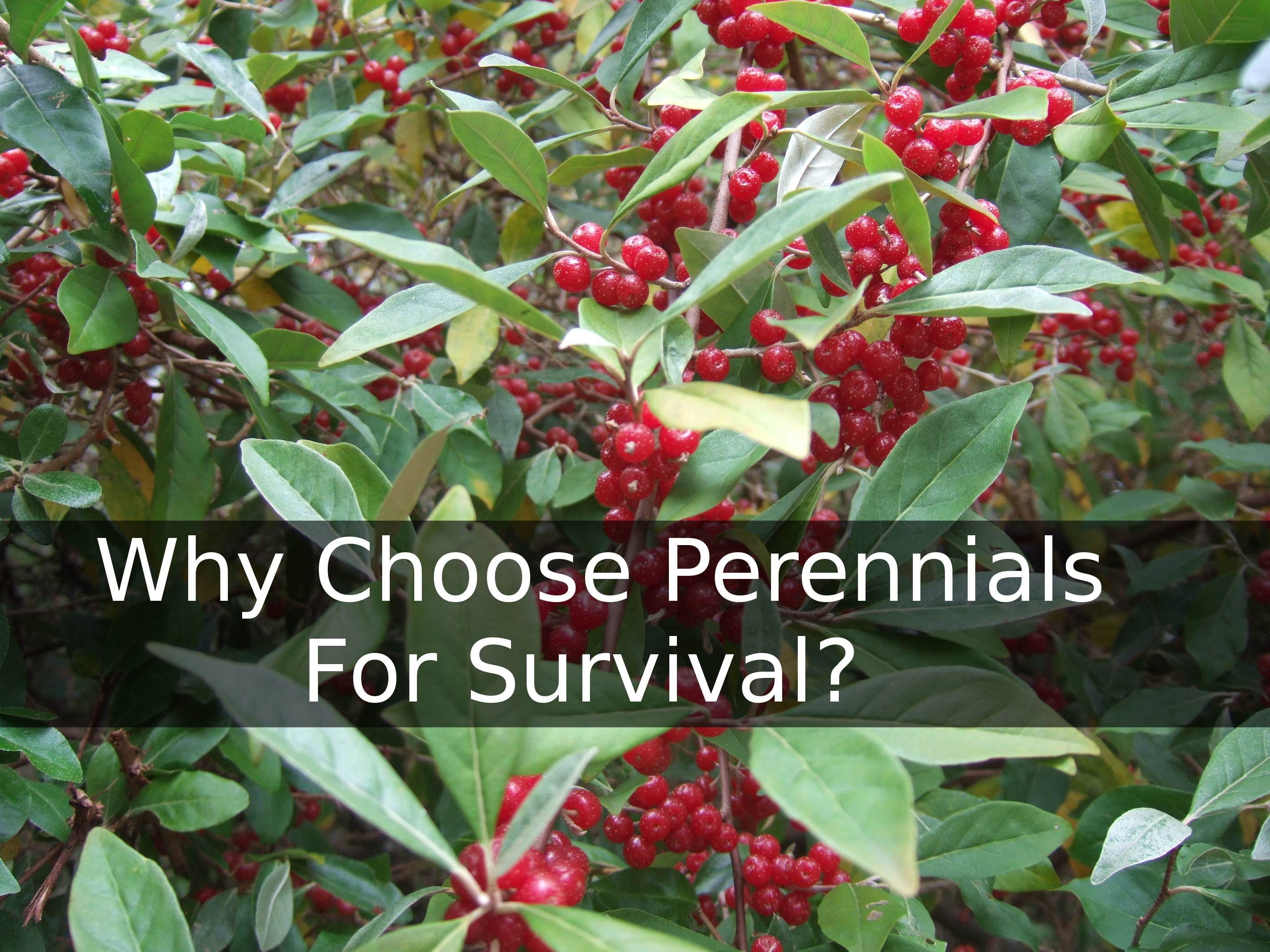 Why Choose Perennials For Survival?